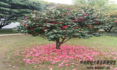 中財(cái)在職研究生攻讀方式有哪些？