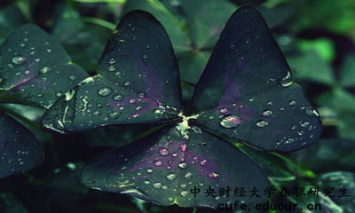 中央財(cái)經(jīng)在職研究生怎么報(bào)名？